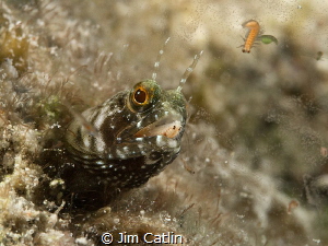 'Mouthful'...A blenny hunting bloodworms by night. This w... by Jim Catlin 